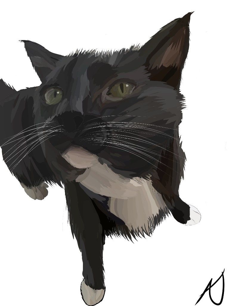 Realistic Cat