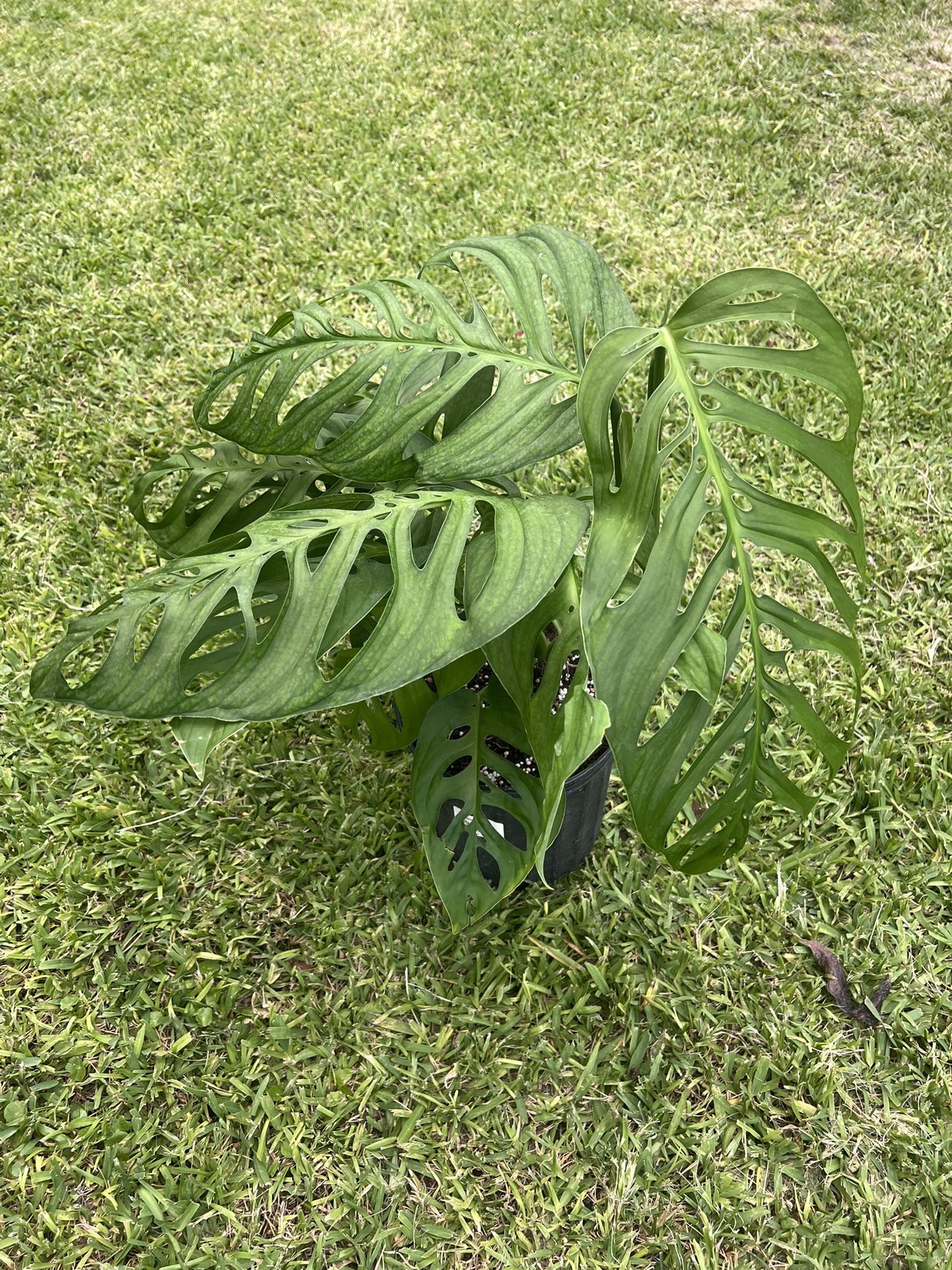 MONSTERA ESQUELETO (3 Gallon Pot) Trending, Exotic, Rare,