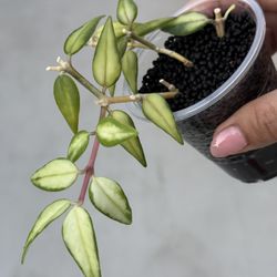 Hoya Bella Luis Bois
