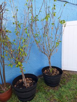 Plant Sale Hibiscus, Money Tree & Garden Croton