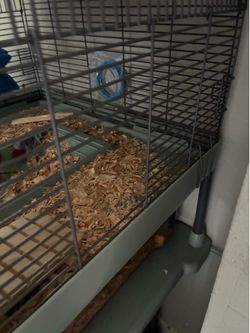 Cute Hamster Babies Ready for New Homes! 🐹❤️