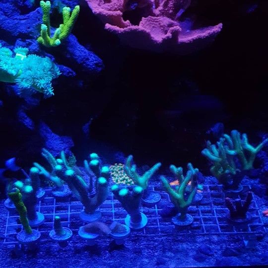 Frag racks