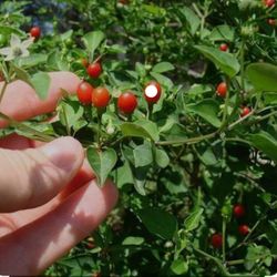 Chile Del Monte 3gallones Con Chiles 