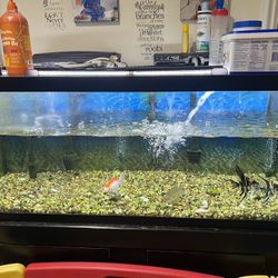 75 Gallon Aquarium With 3 Filters