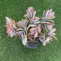Kalanchoe Marnieriana