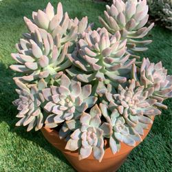 Succulent With Pot $10