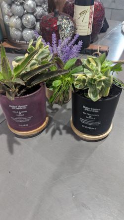 Home Plants