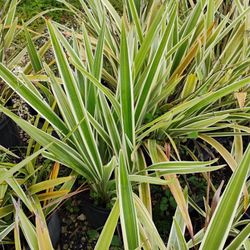 Flax Lily Hedges 3gl $6