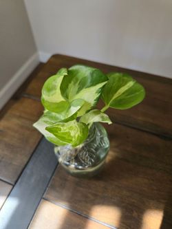 Live Plant Manjula pothos