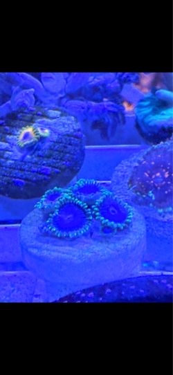 Decoration coral