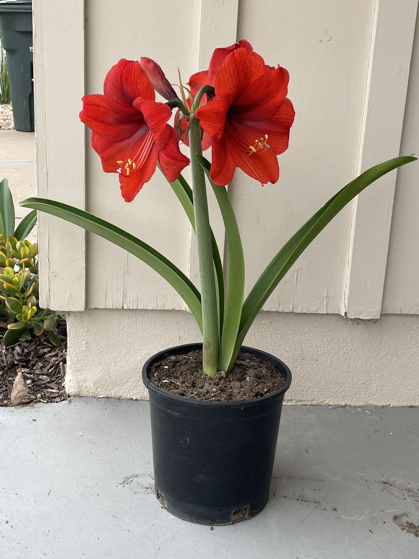 Red  Amaryllis.