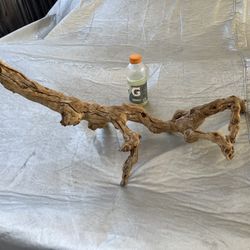 Tree Branch