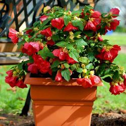 Abutilon Red Plant No Pot 