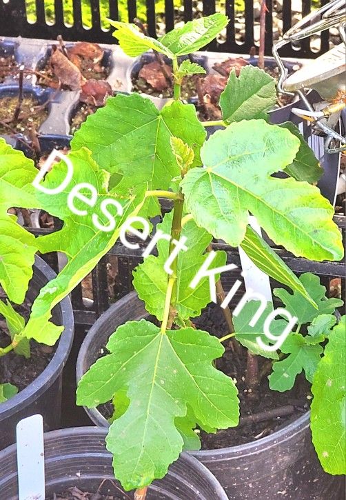 Desert King Fig Tree for Sale in Lake Stevens, WA OfferUp