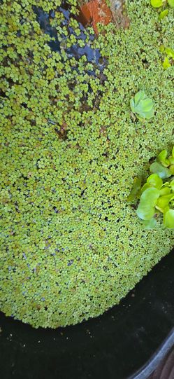 Live pond plants