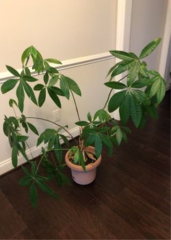 Money Tree 