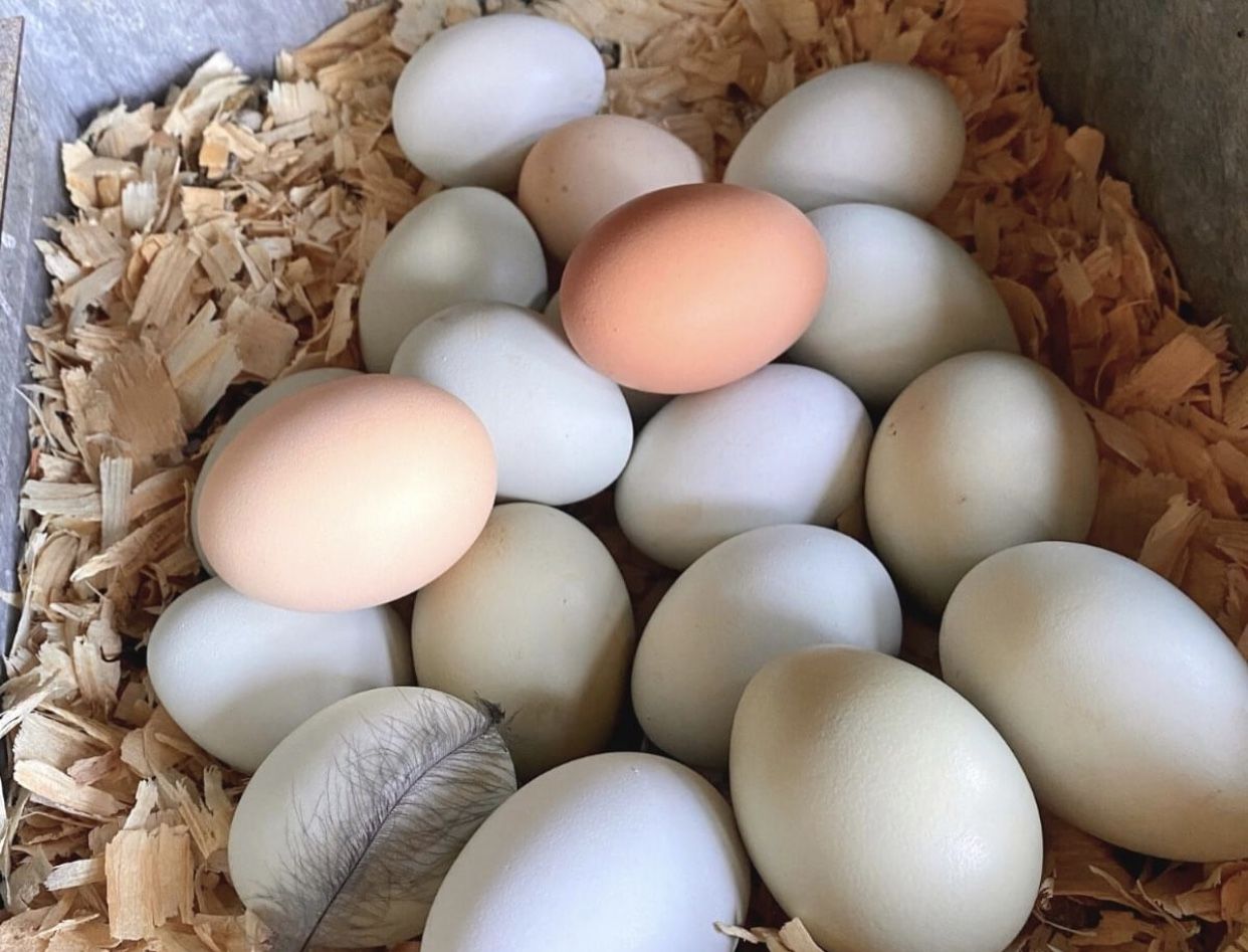 Fresh Eggs Daily Vancleave Homegrown