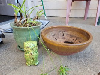 Spider plant in a ceramic pot with saucer abd a watchful owl. Wide pot