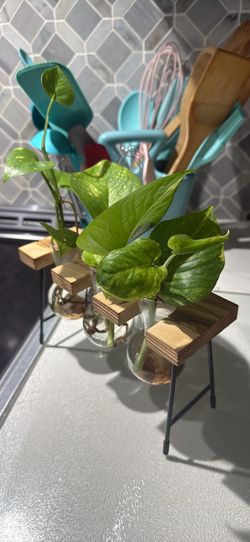 Pothos station plants completely