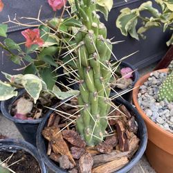 Eves Pin Cactus Just Potted No Roots