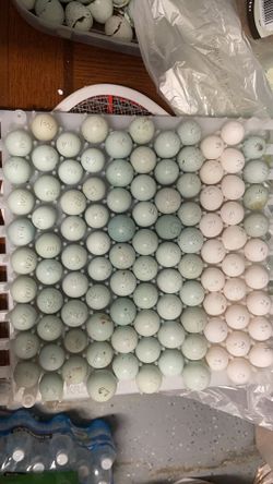 Celadon Quail / /snowfalke Quail Eggs