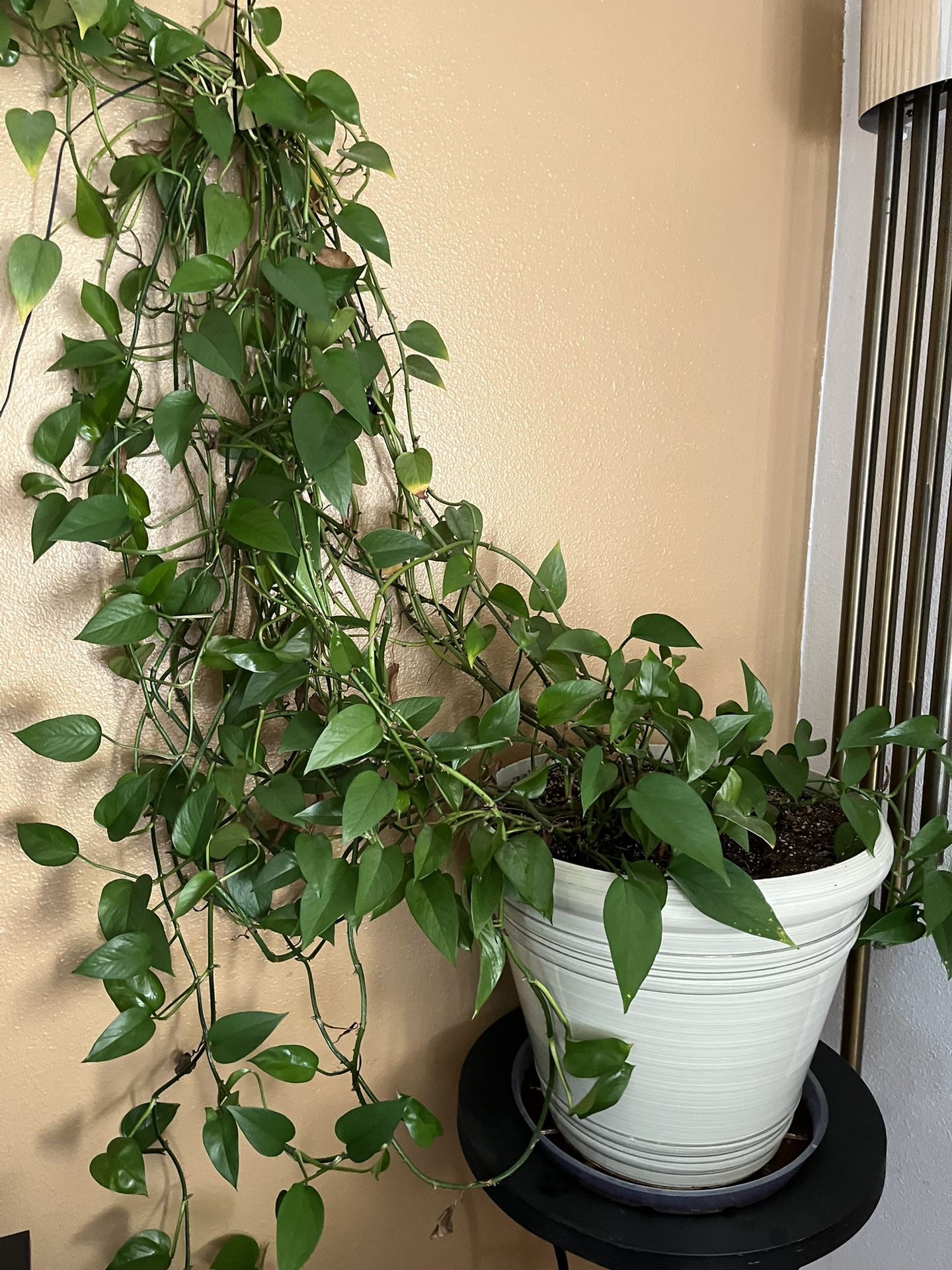 house plant