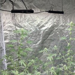 Grow Tent 