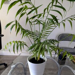 Parlor Palm 20"