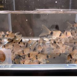 4 Longfin Panda Cory