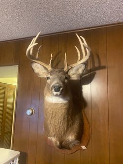 Taxidermy mounts Man Cave Game Room