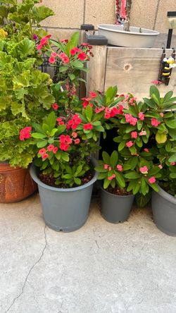 Plantas