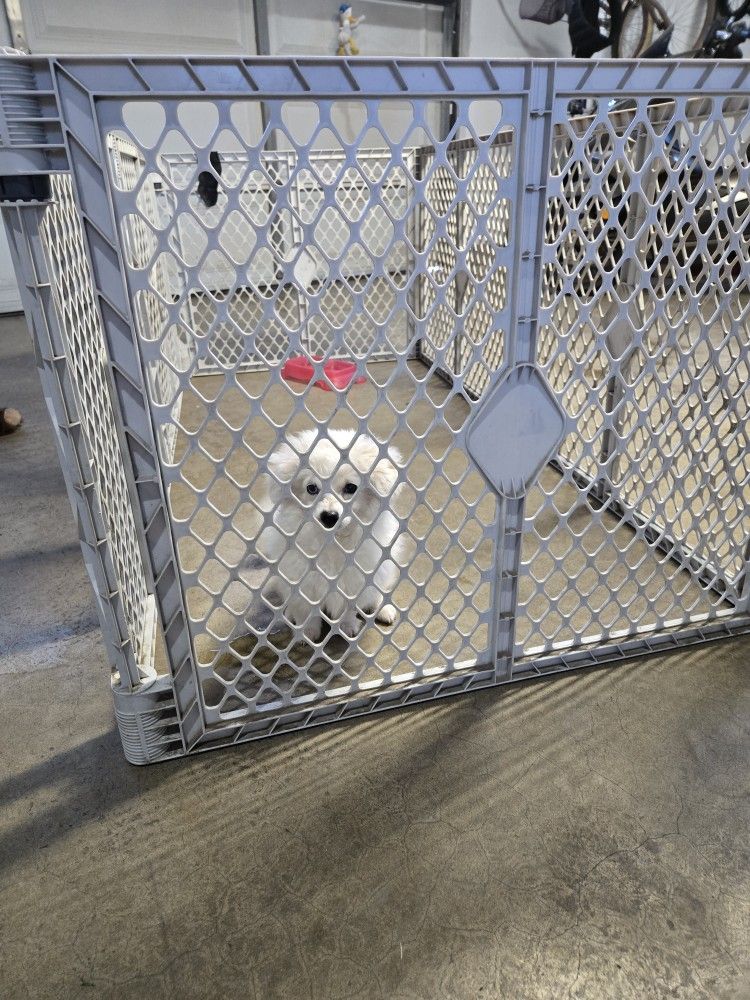 Playpen For Small Dogs