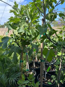 Fig fruit trees