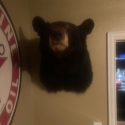 Bear been Taxidermy  