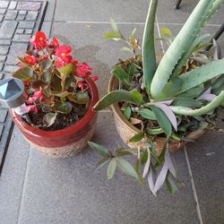 Gorgeous Plants
