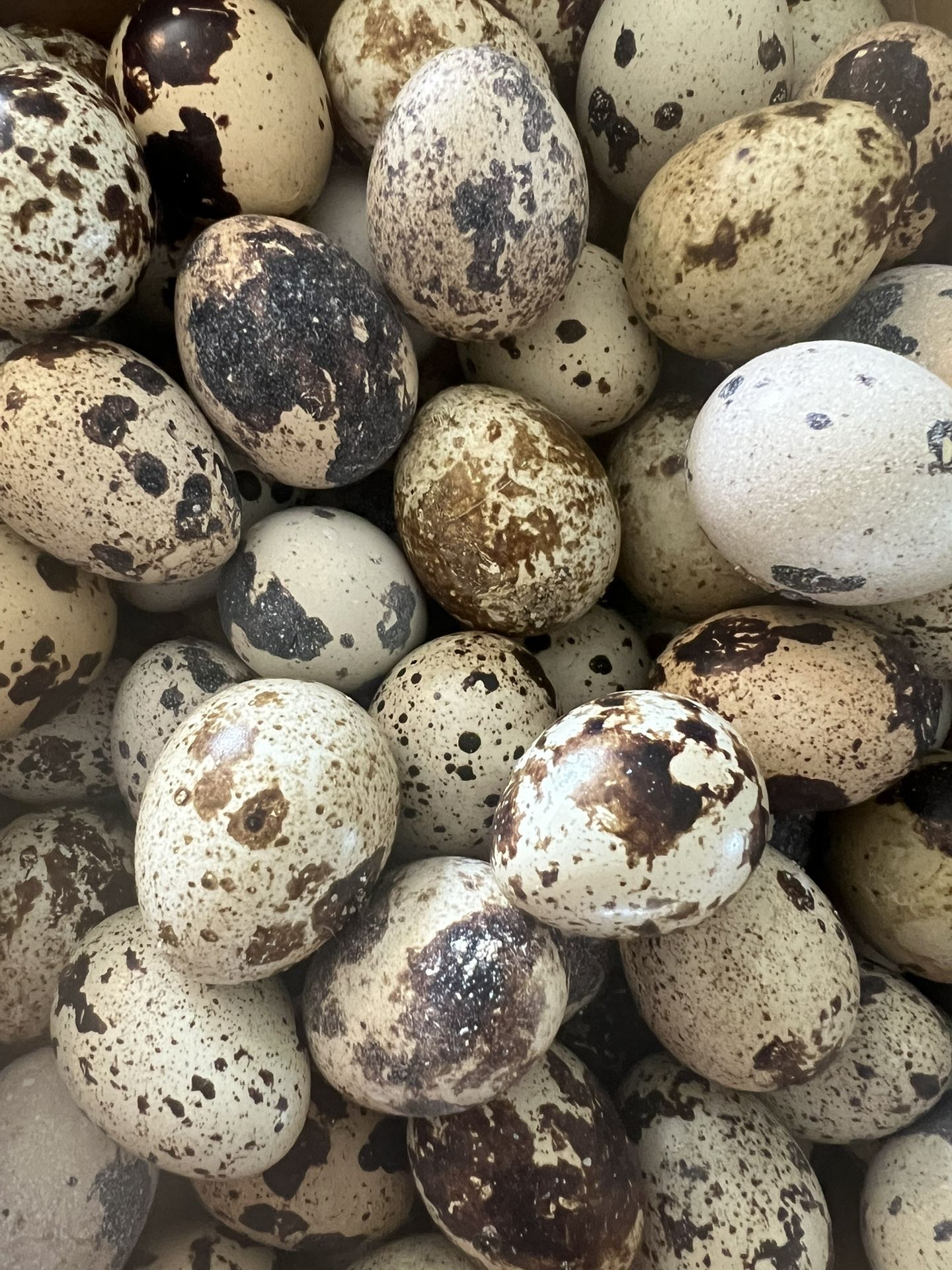 Quail
