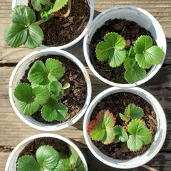 Albion Strawberry Plant