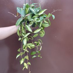 6” hoya princess