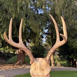 Deer Antlers Partial Skull Cap