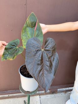 Big anthurium dark phoenix in 9” pot