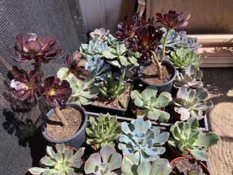 Succulents 4” pot
