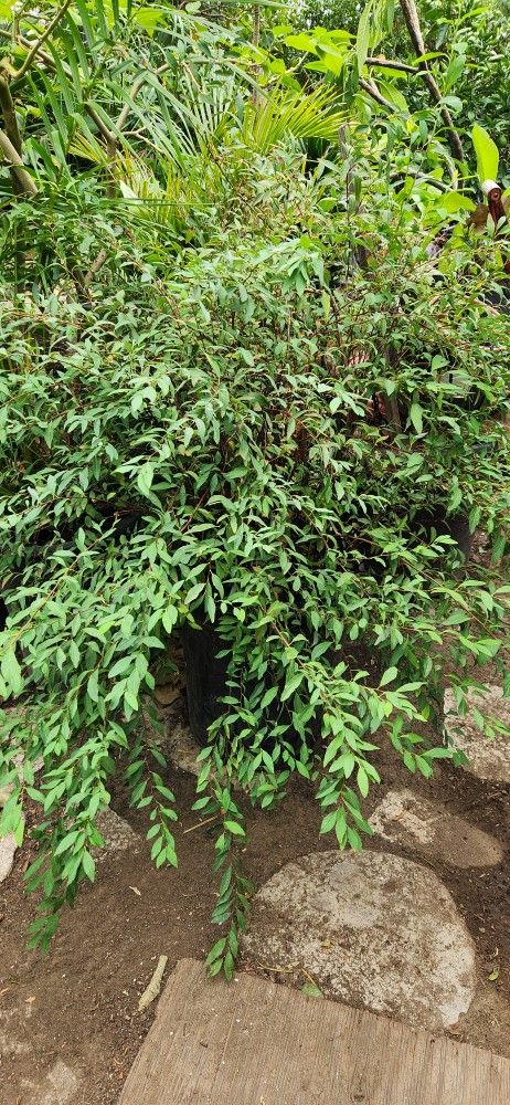 Bridal Wreath Spirea Bush