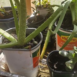 Aloe Vera