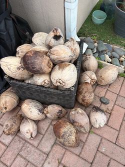 Free coconuts