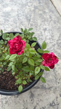 White n red mini roses 20