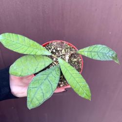 hoya kalimantan