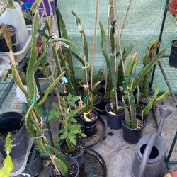 Dragon Plant