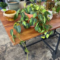 BEAUTIFUL PLANT IN POT