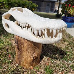 Gator Skull Euro Mount