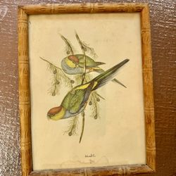 John Gould bird print picture